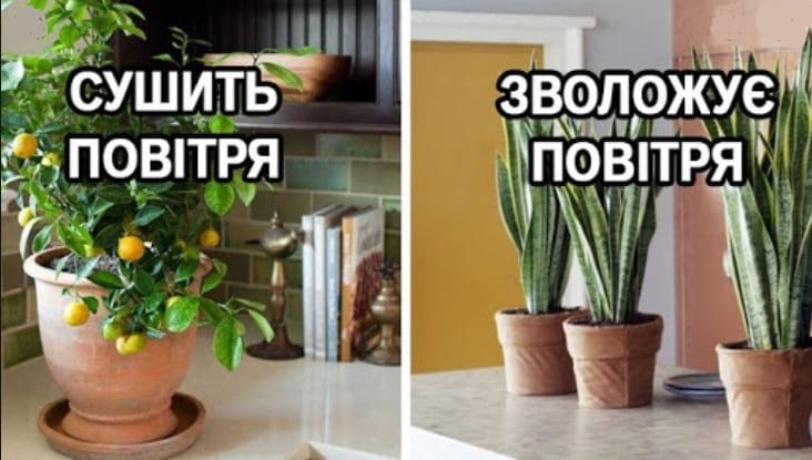 10 рослин для ідеального мікроклімату в будинку