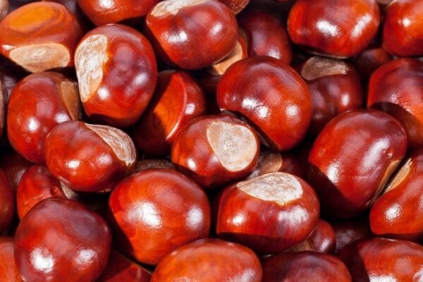 Як використовувати каштани в господарстві: 10 чудових ідей для застосування каштанів