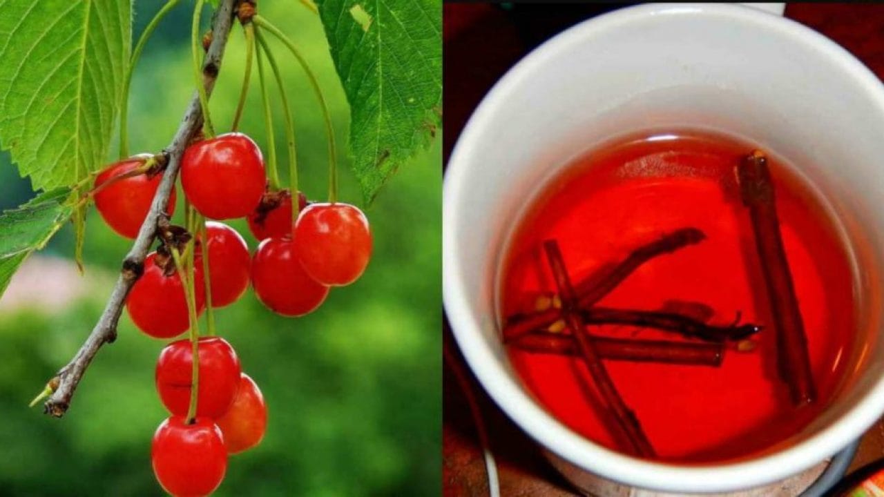 Гілочки вишні — справжня лікувальна бомба для здоров’я