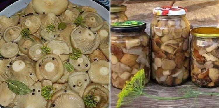 Зберігайте рецепт найсмачніших грибів