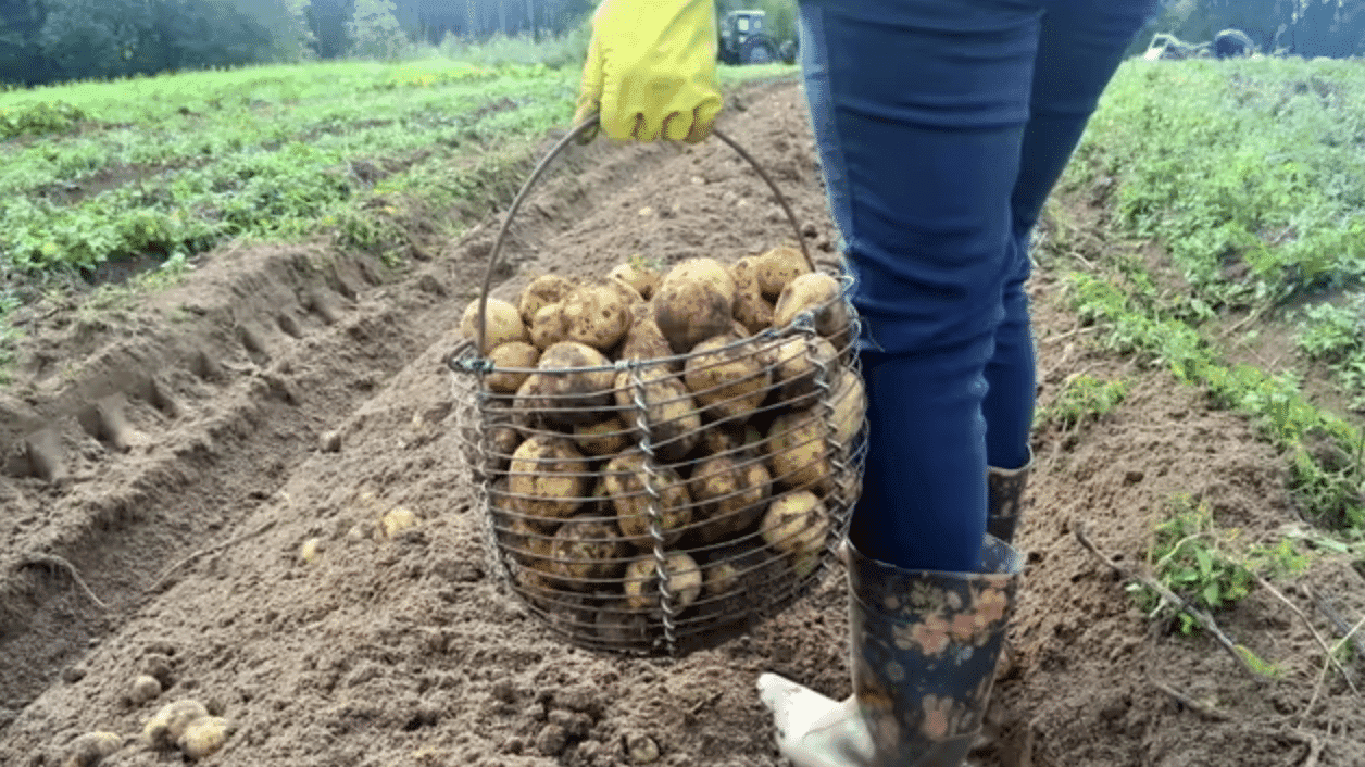 Готуємо ґрунт у вересні: як закласти основу для щедрого врожаю картоплі у 2026 році