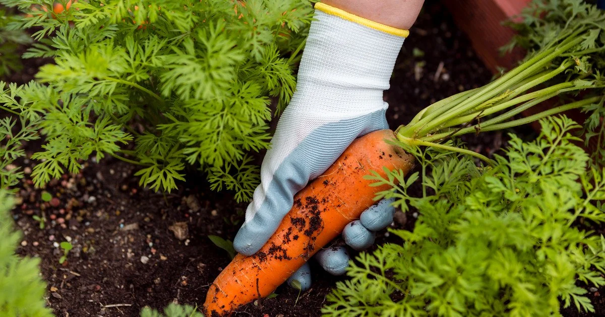 Чим полити грядку перед садінням моркви