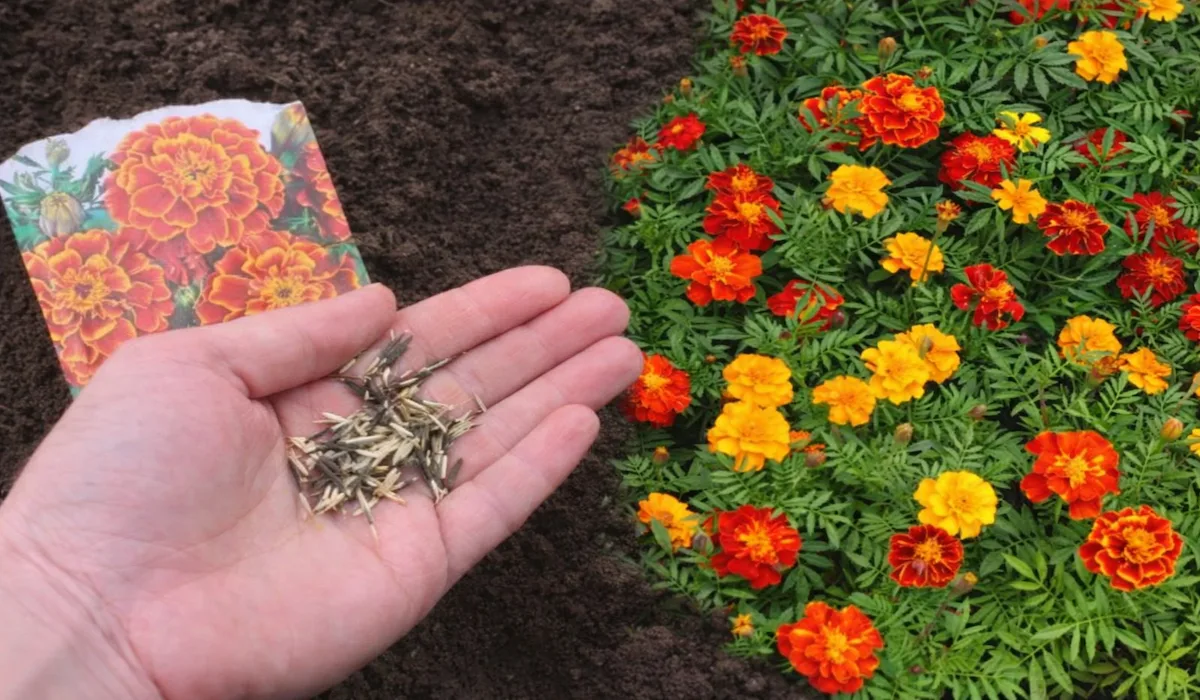 Сію чорнобривці не для краси, а щоб готувати з них цілющий чай «від 100 хвороб»