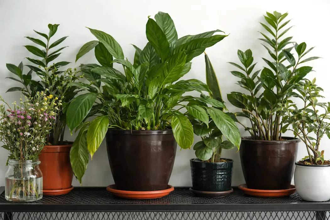 Копійчана таблетка, якою я рятую навіть пожовклі квіти: простий спосіб оживити кімнатні рослини