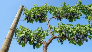 Ріжу без жалю — і отримую солодший виноград: мій головний секрет догляду