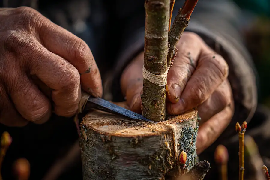 Щеплення дерев: чому це важливо, як це працює та як це робити правильно
