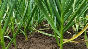 Що треба зробити з озимим часником, щоб головки були великими та щільними: метод наших бабусь