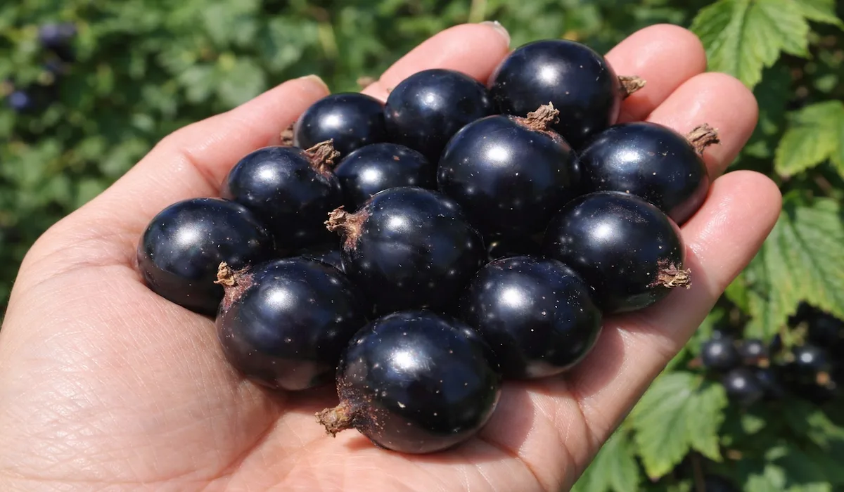 1 склянка під кущ весною – і моя смородина виростає великою та дуже солодкою, немов виноград