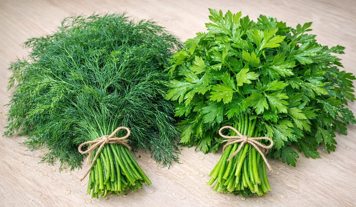 Як правильно сіяти кріп та петрушку, щоб швидко зійшли