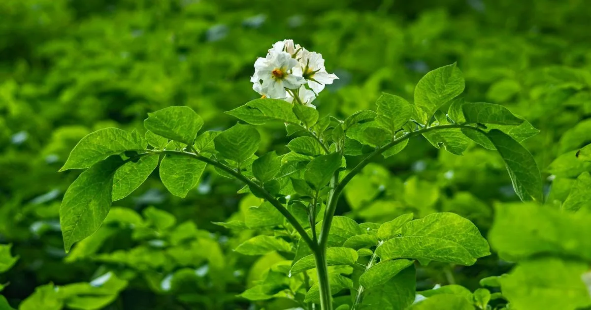 Що покласти в лунку перед висаджуванням картопля для гарного врожаю