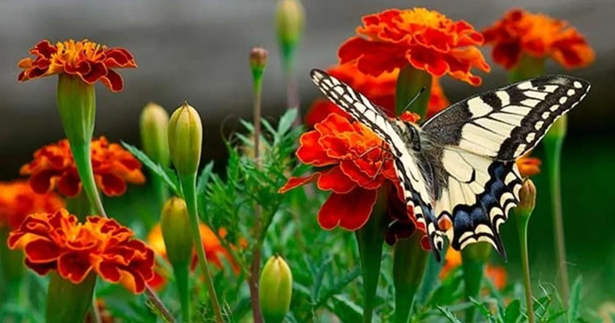 Саджу ці три квітки на клумбі, щоб притягнути у дім багатство: народні прикмети