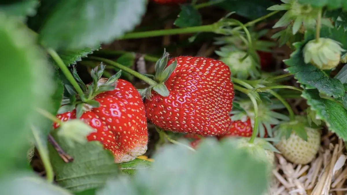 Борна кислота — мій секрет супер урожаю полуниці: як отримати величезні китиці ягід
