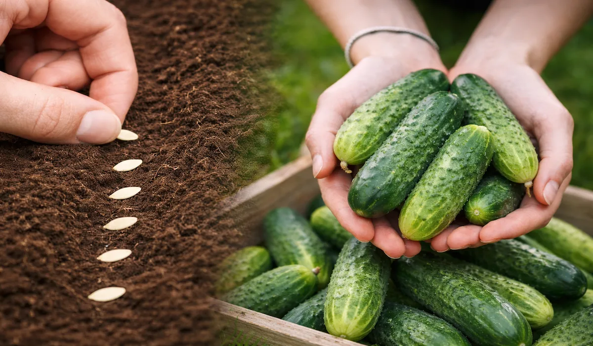 У чому замочити насіння огірків