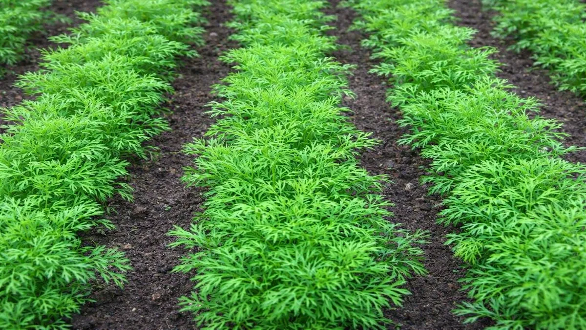 Як я сію кріп, щоб він зійшов за кілька днів: мій секрет ранньої зелені