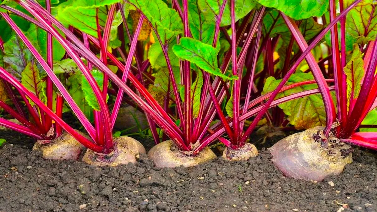 Метод "п’ять пальців": як я саджу буряк, щоб не доводилося проріджувати