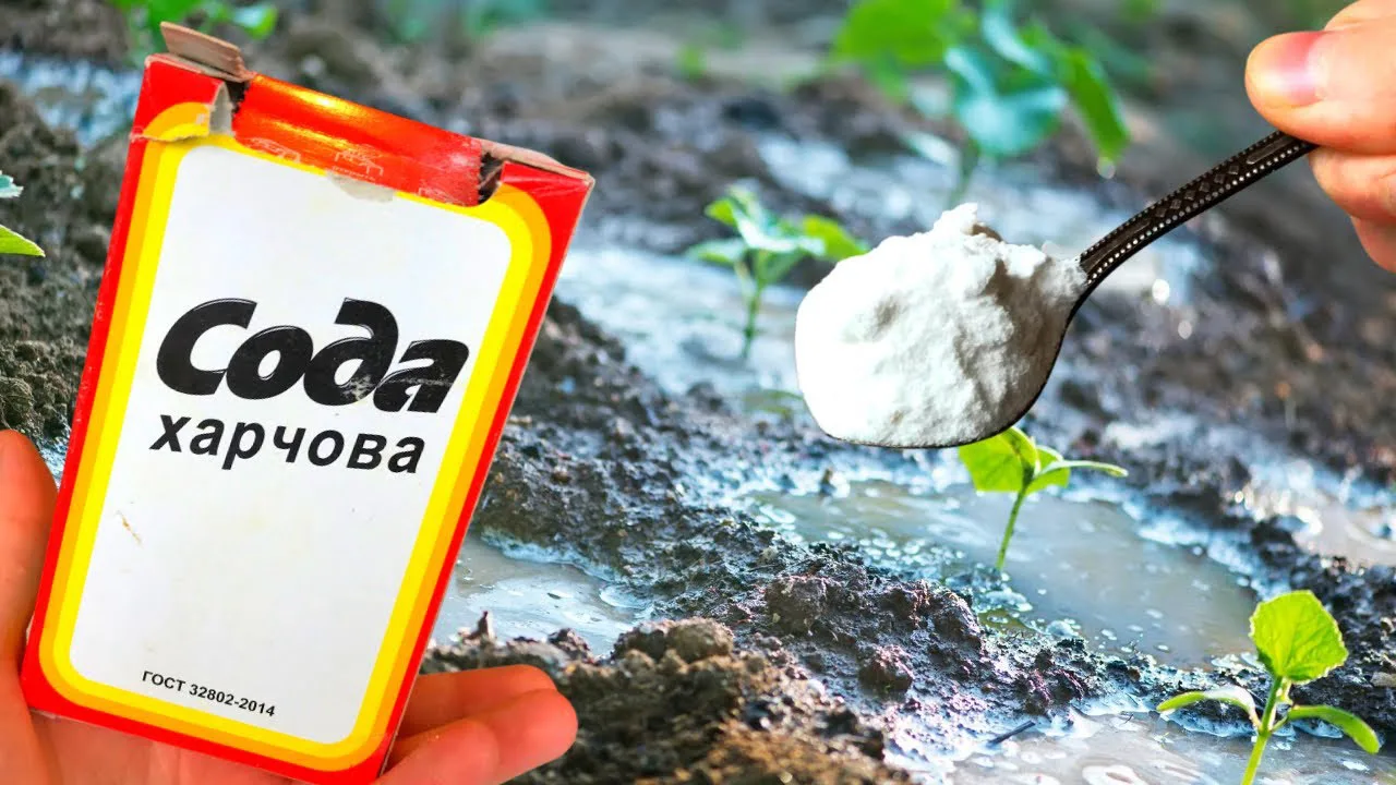 Сода на городі — найкращий помічник: як я використовую її для щедрого врожаю