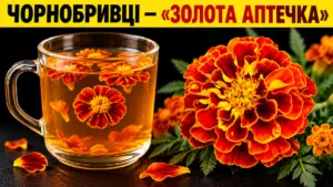 Чорнобривці — «золота аптечка» з клумби: навіщо їх збирають і сушать восени